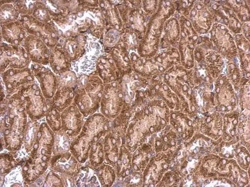 PPEF2 Antibody
