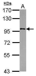 FAM48A Antibody