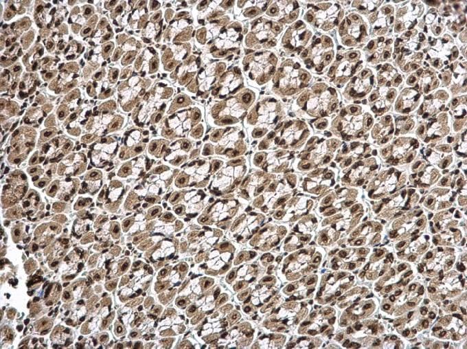 Histone H1.3 Antibody