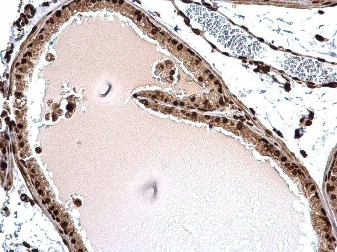 Histone H1.3 Antibody