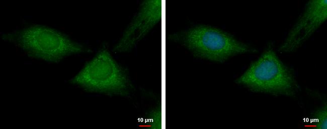 RPL37 Antibody