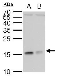 RPL37 Antibody