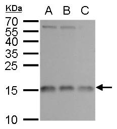 RPL37 Antibody