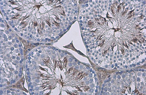 ZPBP Antibody