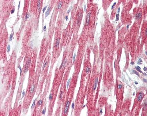 Phospholipase C like 1 Antibody