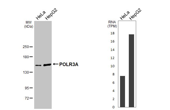 POLR3A Antibody