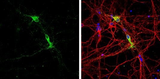 MOG Antibody