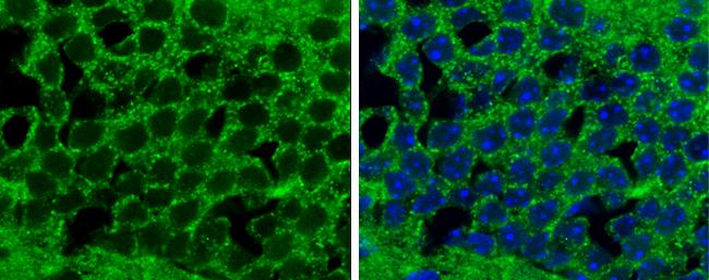 Proapoptotic Caspase Adaptor Protein Antibody