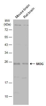 MOG Antibody