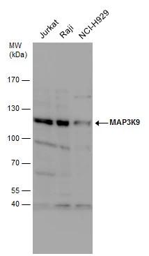 MAP3K9 Antibody