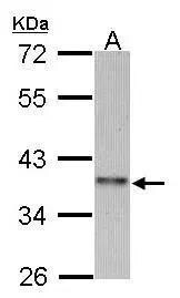 cyclin-I2 Antibody