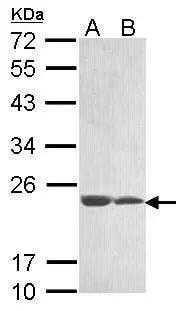 MAJIN Antibody