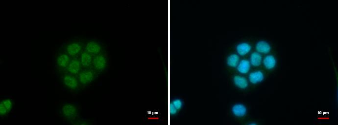 C11orf54 Antibody