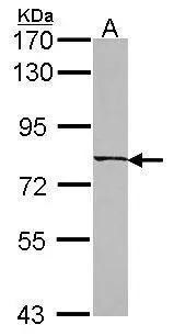 CCDC170 Antibody