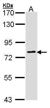 GOLGA6B Antibody