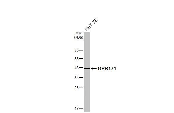 GPR171 Antibody