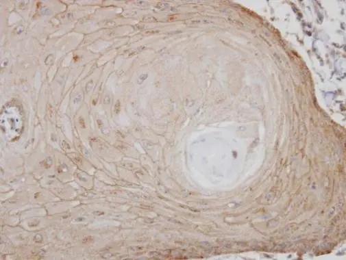GPR137B Antibody