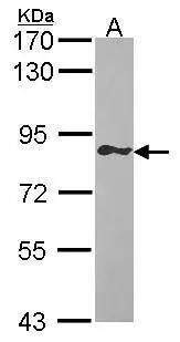 GIMAP8 Antibody