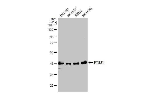 FTSJ1 Antibody