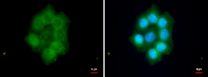 FAM46C Antibody