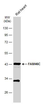 FAM46C Antibody