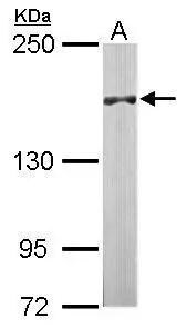 DIP2B Antibody