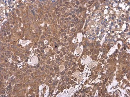 LIPC Antibody