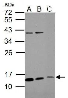 ROPN1B Antibody