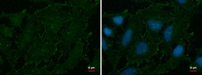 AOC2 Antibody