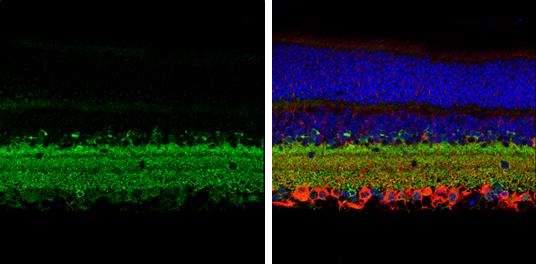 GAD1/GAD67 Antibody