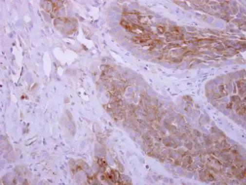 DPYD Antibody