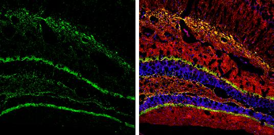 Calretinin Antibody - BSA Free