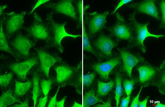Puromycin-sensitive aminopeptidase/NPEPPS Antibody