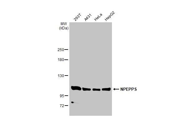 Puromycin-sensitive aminopeptidase/NPEPPS Antibody