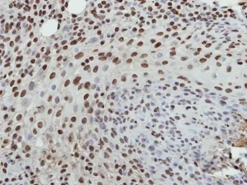 Histone H3.3B Antibody