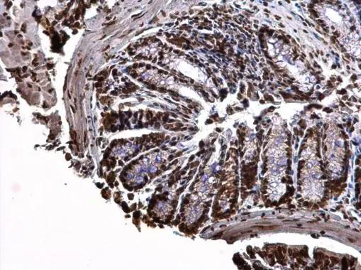 Histone H3.3B Antibody