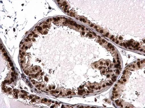 Histone H3.3B Antibody