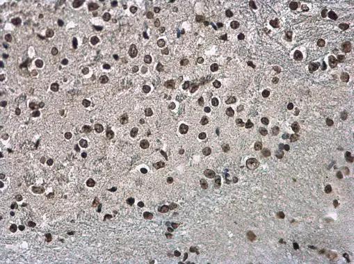 Histone H3.3B Antibody