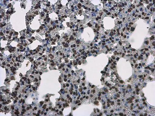 Histone H3.3B Antibody