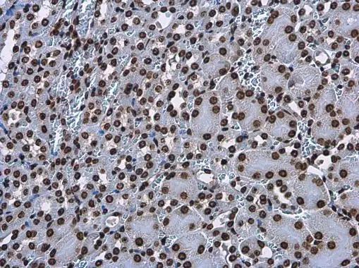 Histone H3.3B Antibody