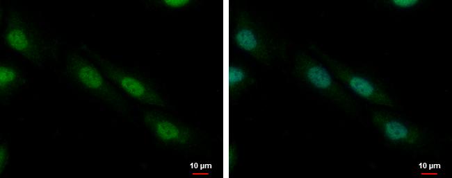 ZNF545 Antibody