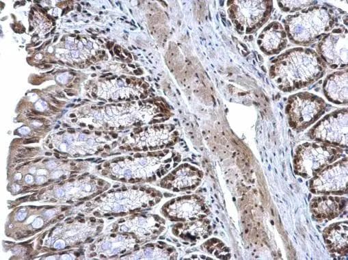 ZNF545 Antibody