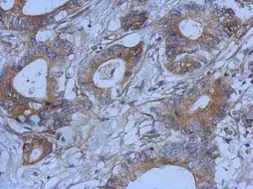 DAOA Antibody
