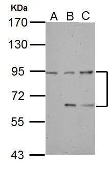 DEPDC1A Antibody