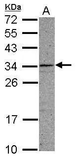 CCDC107 Antibody