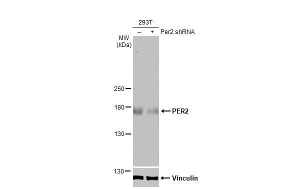 PER2 Antibody (HL2775)