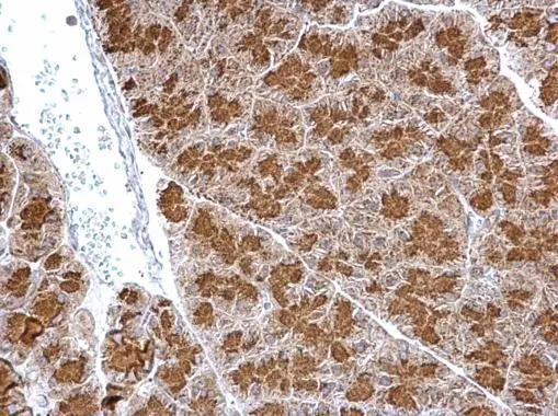 SYTL4 Antibody