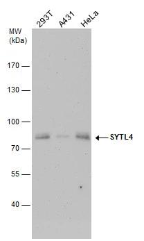 SYTL4 Antibody
