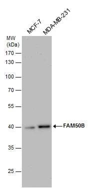 FAM50B Antibody