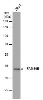 FAM50B Antibody